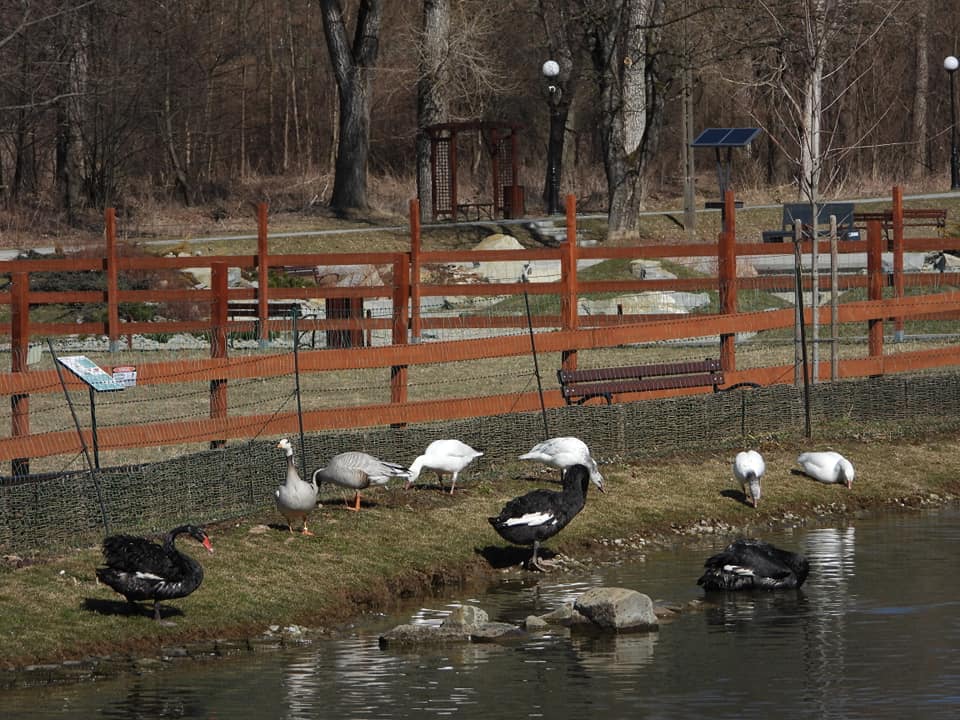 Muszyna, Artur Królikowski, wiosna, ogrody zmysłów, ogrody sensoryczne, uzdrowisko, bociany, łabędzie, pierwiosnki