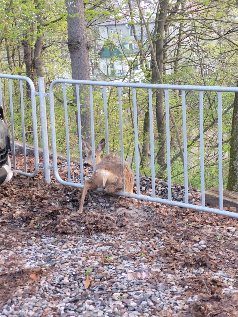 Krynica-Zdrój, sarna