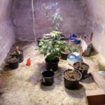Limanowszczyzna, marihuana w piwnicy