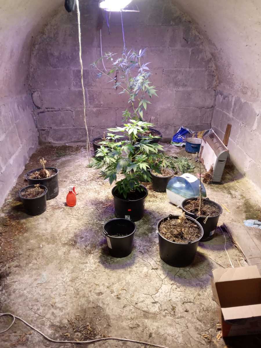 Limanowszczyzna, marihuana w piwnicy