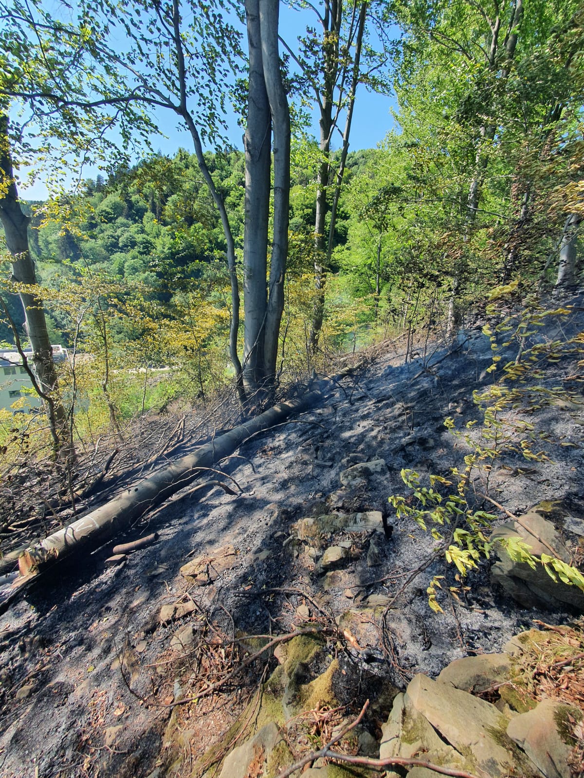 Żegiestów pożar lasu
