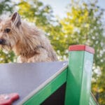 plac zabaw i wybieg dla psów w Gorlicach, wybieg dla psów Gorlice
