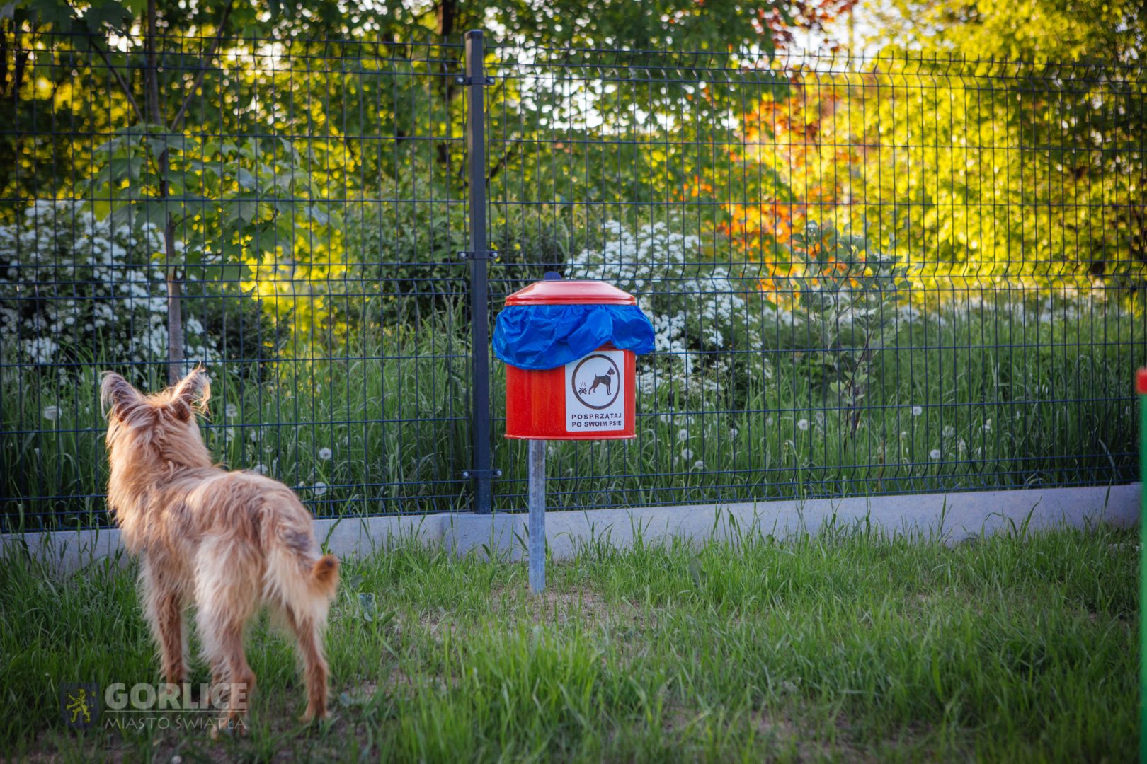 plac zabaw i wybieg dla psów w Gorlicach, wybieg dla psów Gorlice