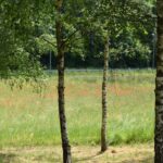 Biesna, kwietna łąka, ekołąka