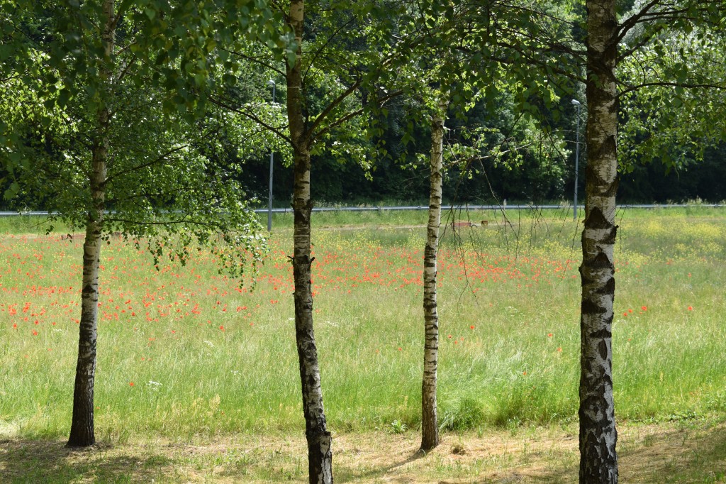 Biesna, kwietna łąka, ekołąka