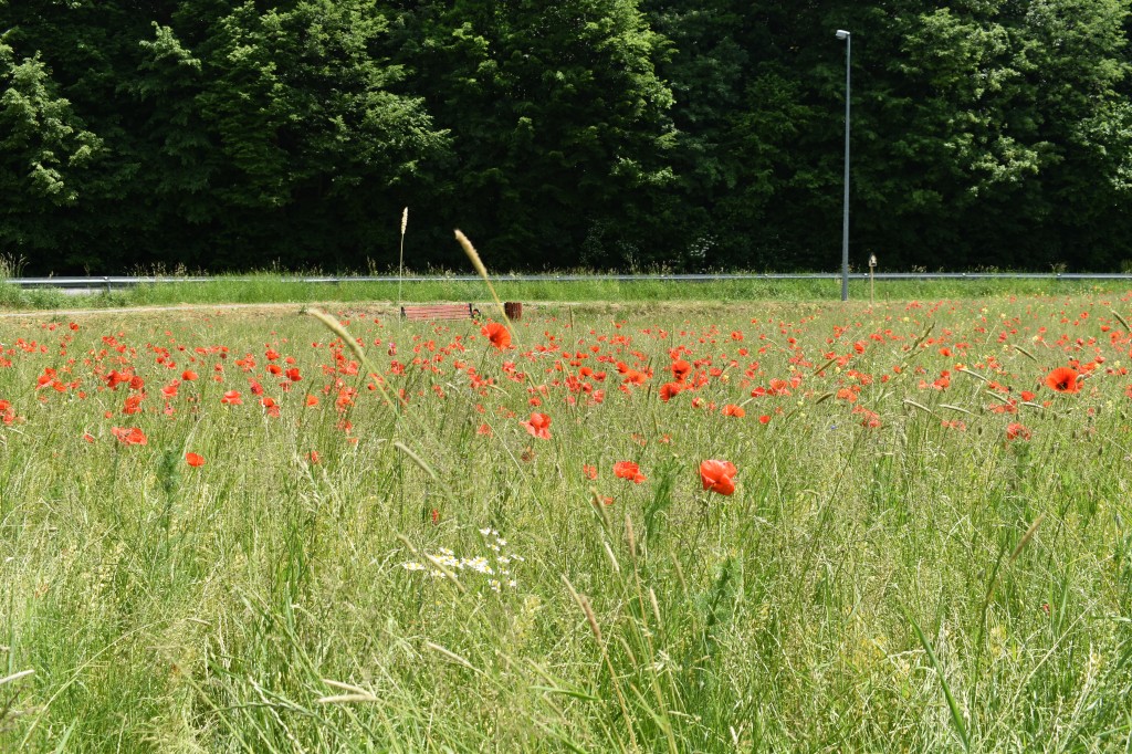 Biesna, kwietna łąka, ekołąka
