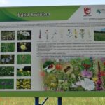 Biesna, kwietna łąka, ekołąka