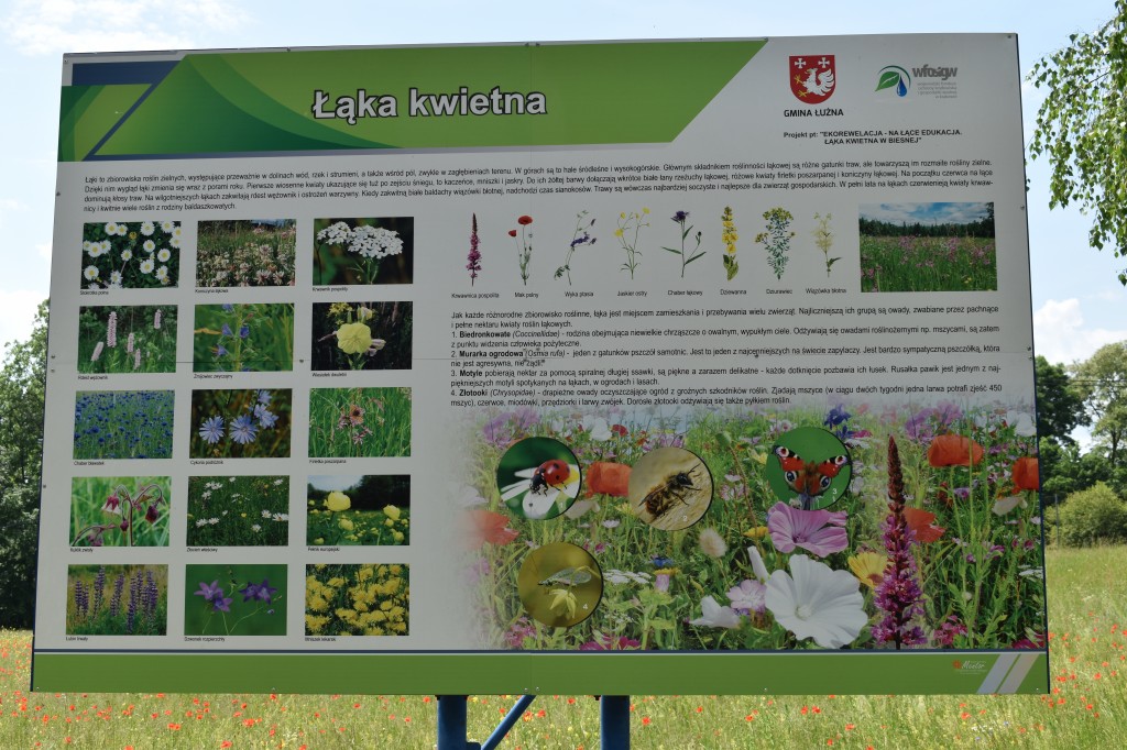 Biesna, kwietna łąka, ekołąka