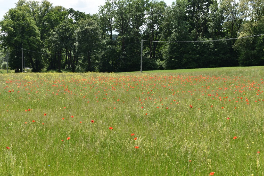 Biesna, kwietna łąka, ekołąka