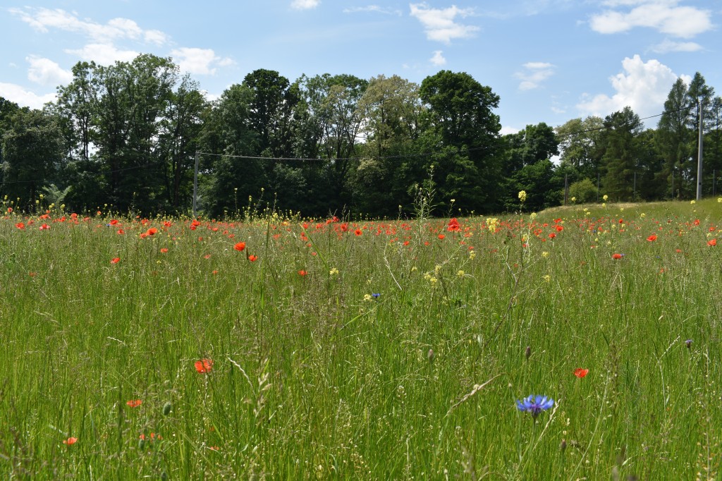 Biesna, kwietna łąka, ekołąka
