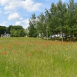 Biesna, kwietna łąka, ekołąka