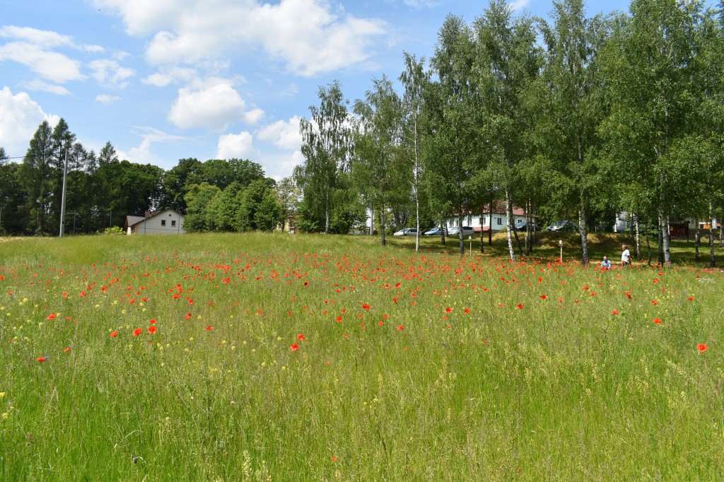 Biesna, kwietna łąka, ekołąka
