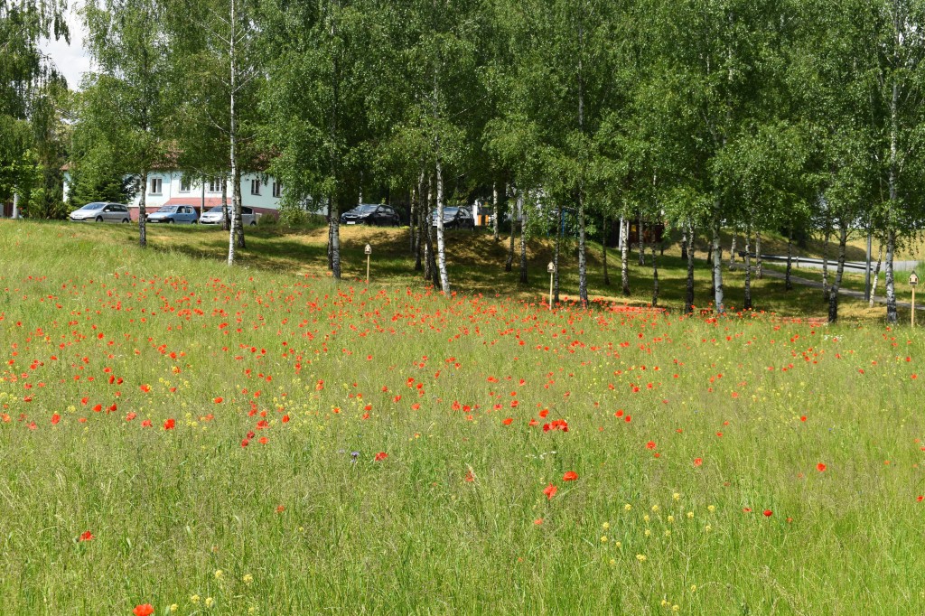 Biesna, kwietna łąka, ekołąka