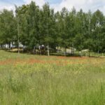 Biesna, kwietna łąka, ekołąka