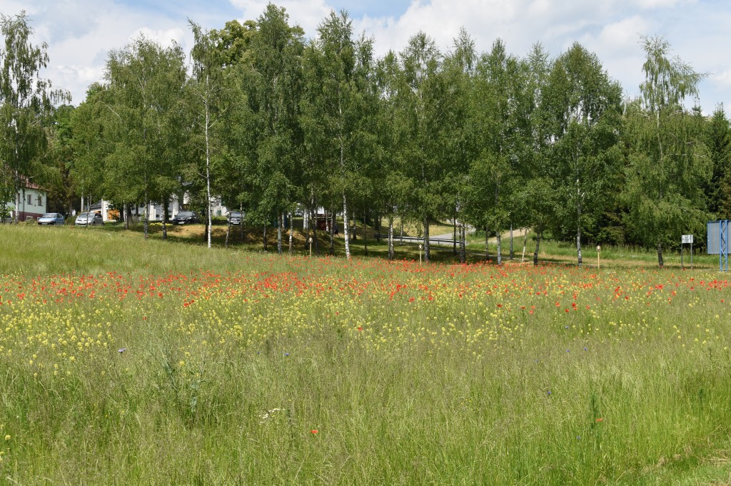 Biesna, kwietna łąka, ekołąka