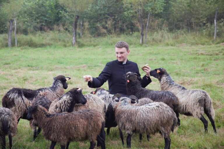 Przyjadą do Nowego i Starego Sącza, szukać owiec