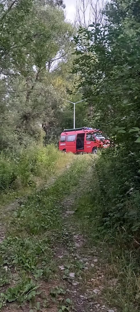 Łącko, barszcz Sosnowskiego