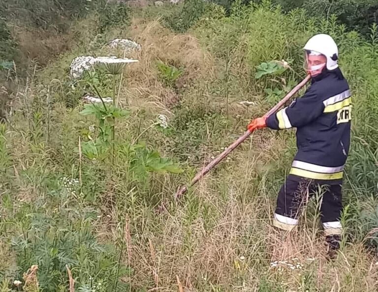 Łącko. Strażacy ruszyli do walki z zielonym wrogiem