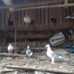 interwencja TOZ