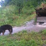 interwencja TOZ