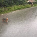 interwencja TOZ