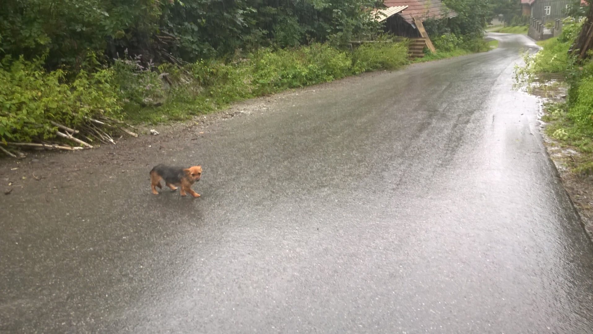 interwencja TOZ