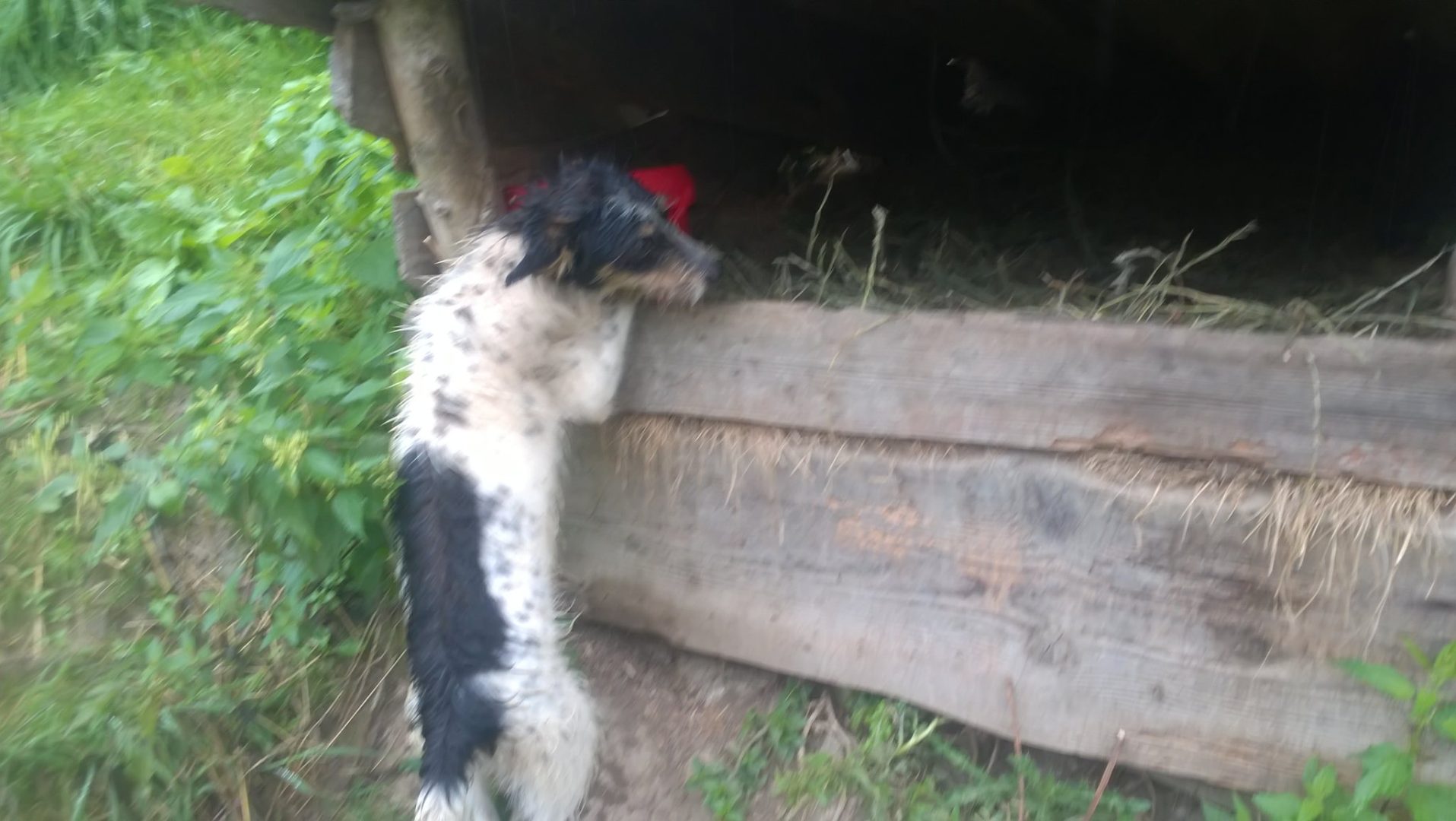 interwencja TOZ