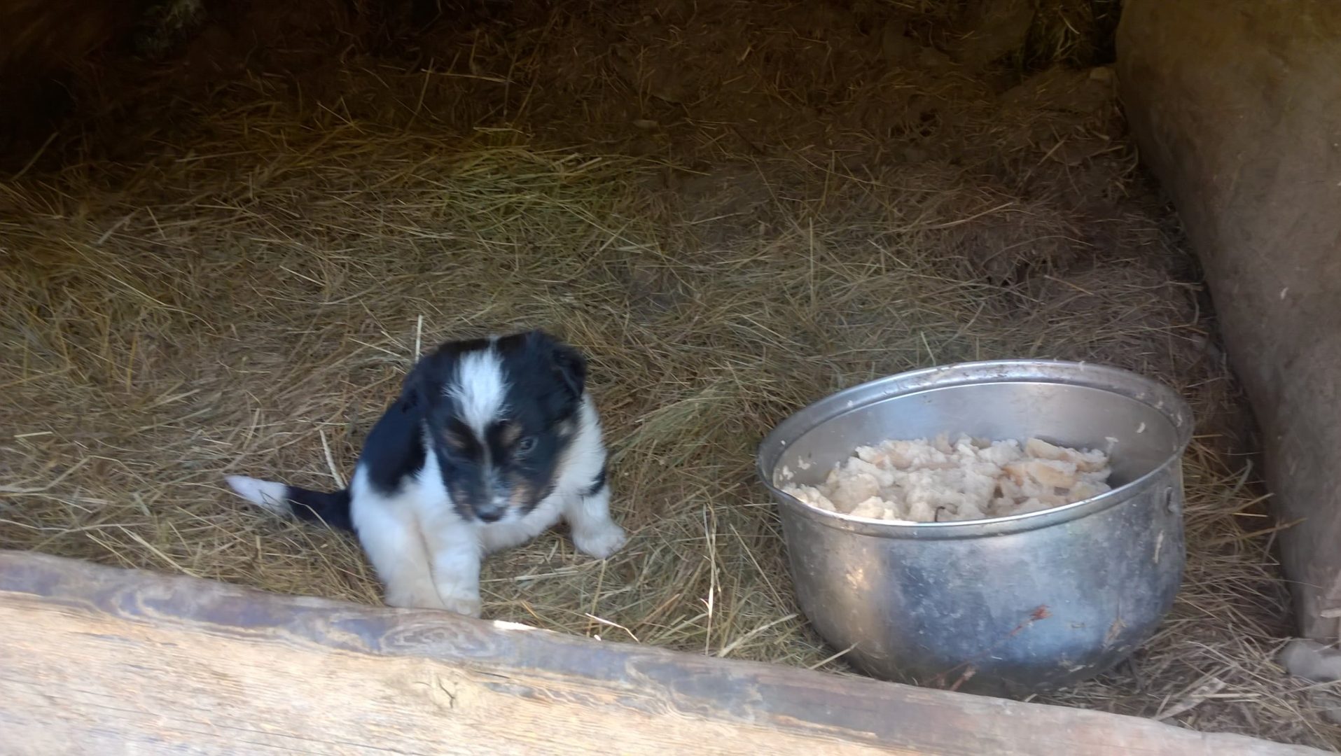 interwencja TOZ