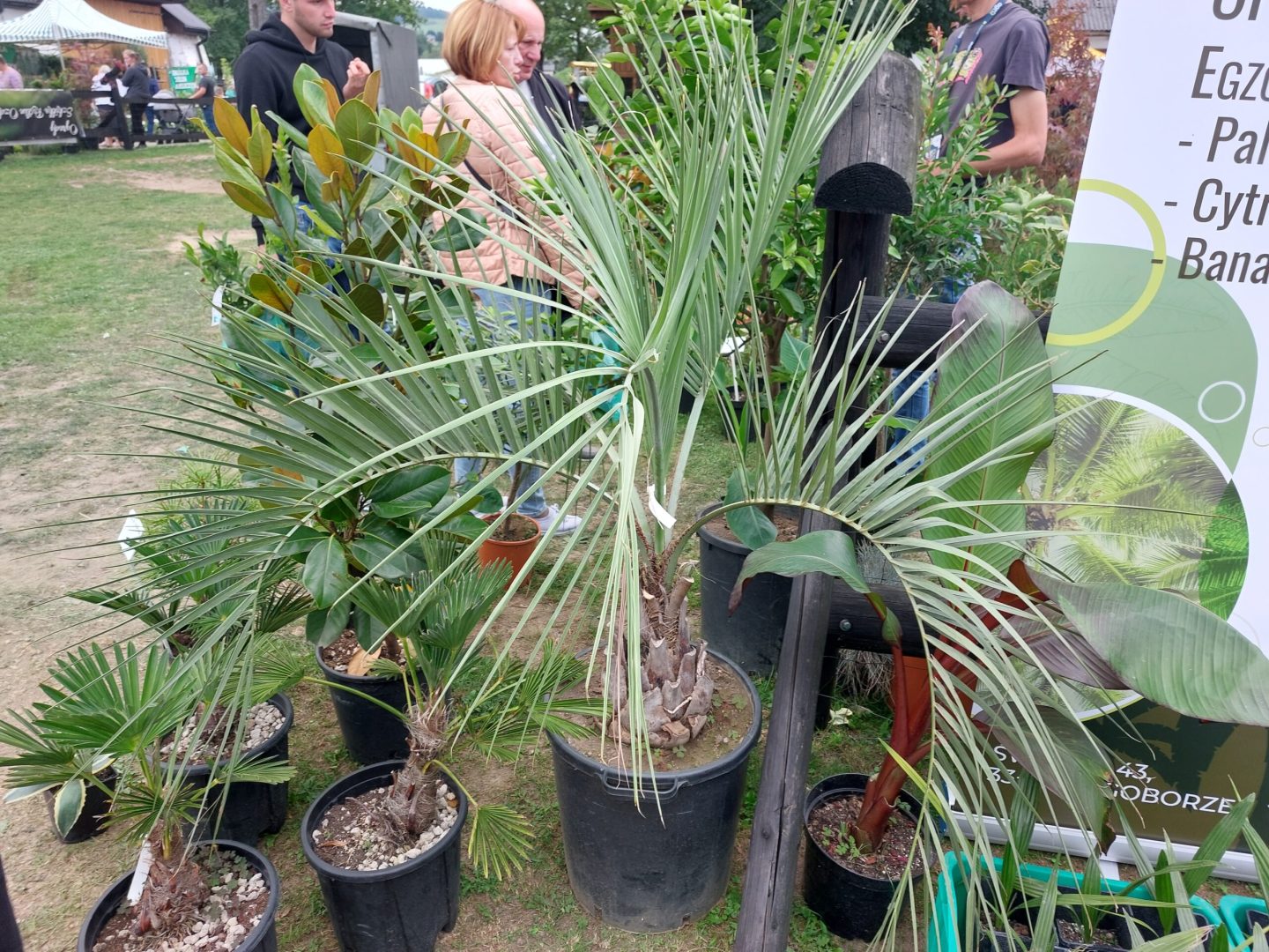 Agro Nawojowa