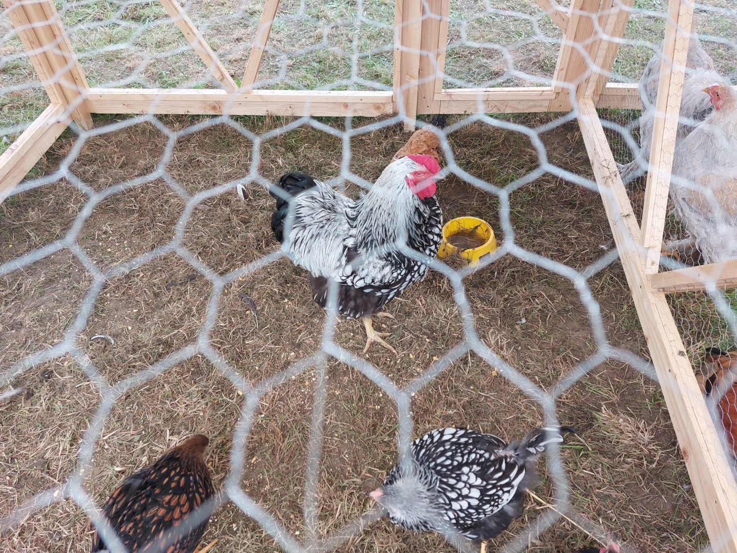 Agro Nawojowa