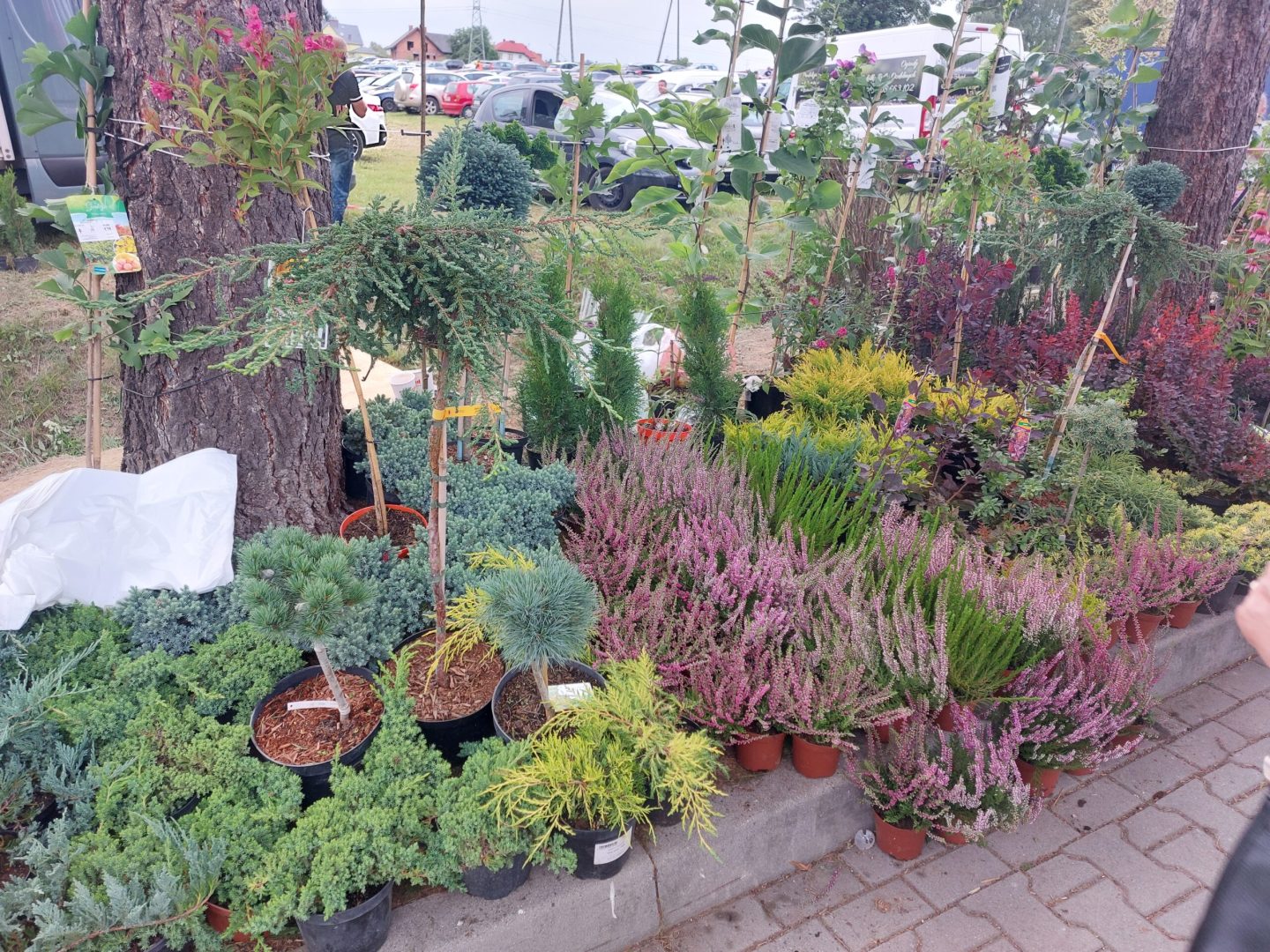 Agro Nawojowa