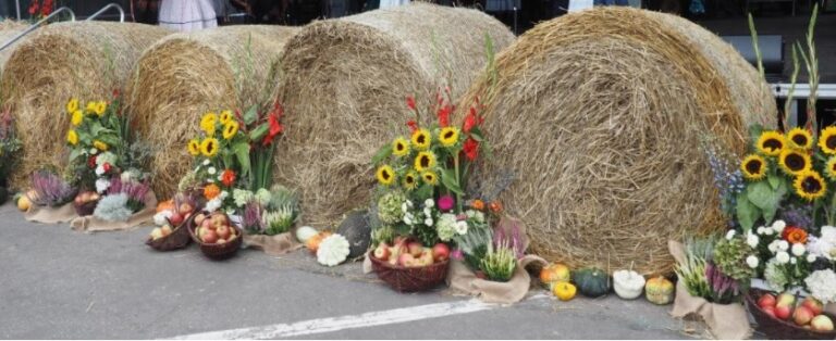 Co je królik i czy to prawda, że alpaki plują? Wystawa Agro-Nawojowa po raz pierwszy