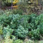 Kostrza - plantacja marihuany