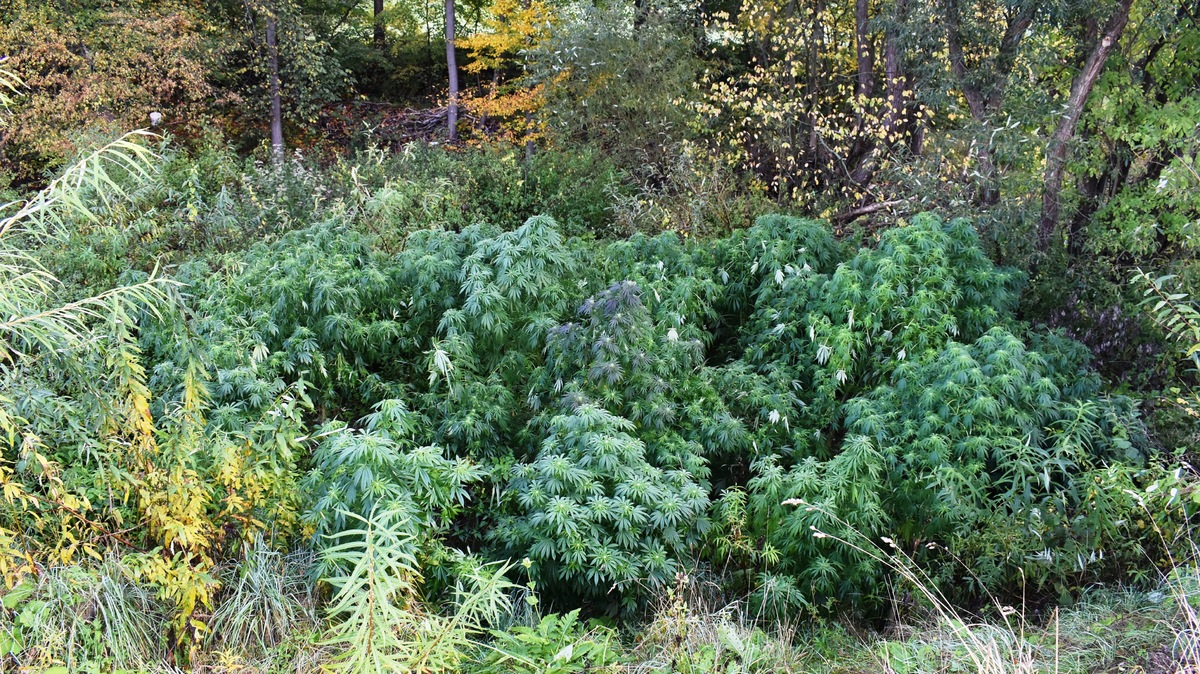 Kostrza - plantacja marihuany