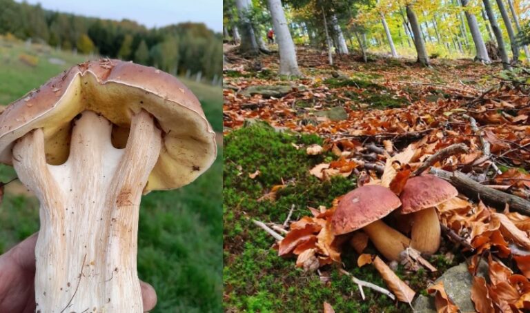 Niezwykłe okazy grzybów w sądeckich lasach. Trwa obfity sezon (zdjęcia)