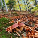 lasy sądeckie, grzyby, sezon 2022