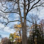11 listopada, Święto Niepodległości, Sądecczyzna, 104. rocznica odzyskania niepodległości