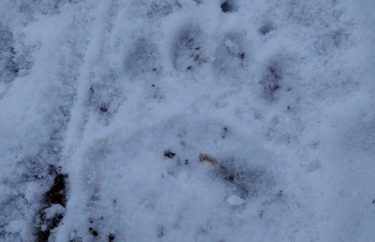 Obidza. Trop niedźwiedzia na szlaku czerwonym w Paśmie Radziejowej (zdjęcie)