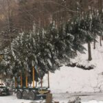 Nadleśnictwo Piwniczna, Radziejowa