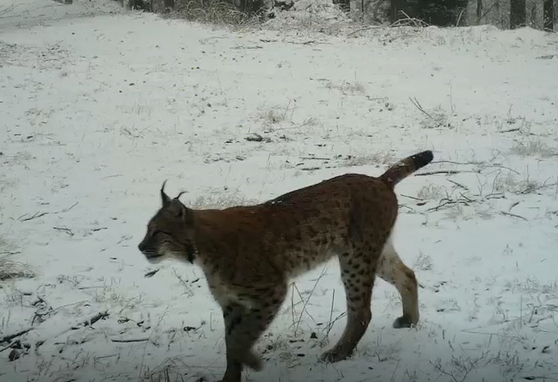 ryś, beskid sądecki, pasmo radziejowej, fotopułapka