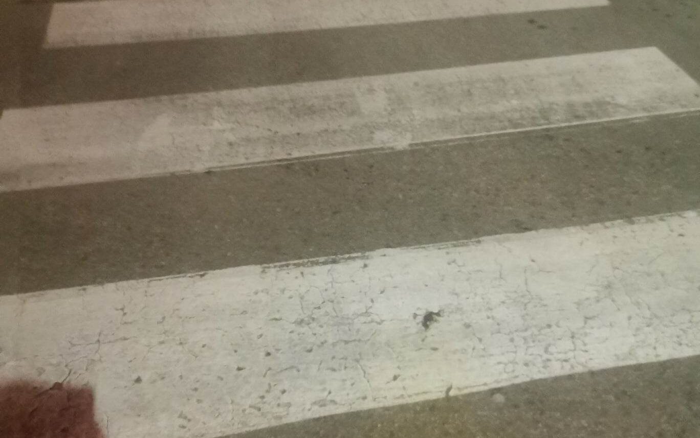 ul. Węgierska, potrącenie nastolatki, Nowy Sącz, potrącenie pieszej