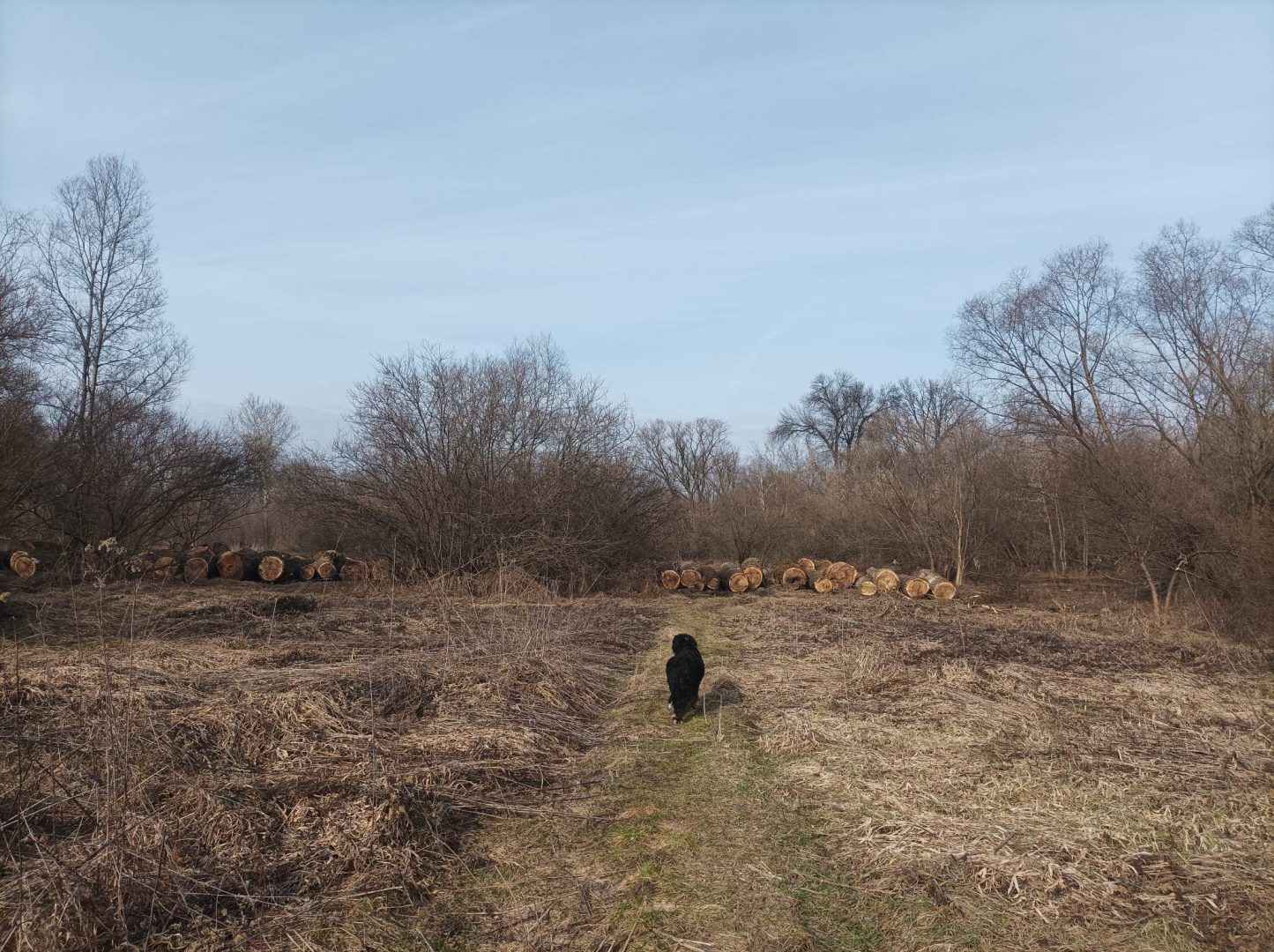 Park Strzelecki, Nowy Sącz, wycinka drzew, wały Dunajca
