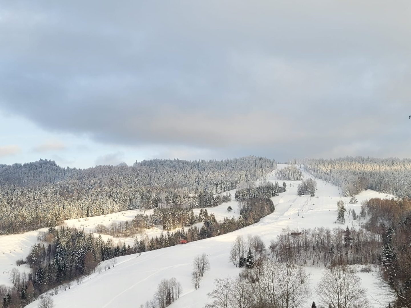 ZIMOWA NOC SÓW