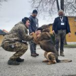 wyszkolone psy, KOSG, Ukraina, wojna na Ukrainie
