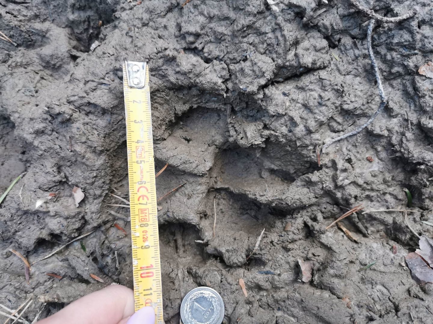 tropy wilka, Binczarowa