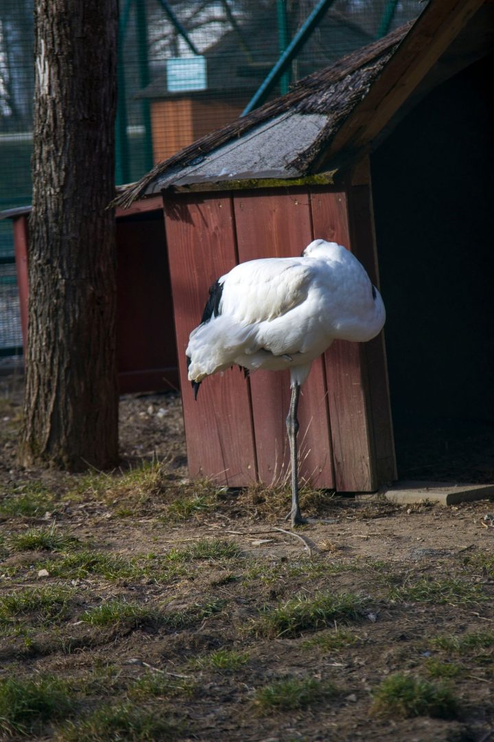 Krokusy, Muszyna