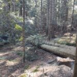 Stara Wieś, wypadek w lesie, nie żyje 50-latek