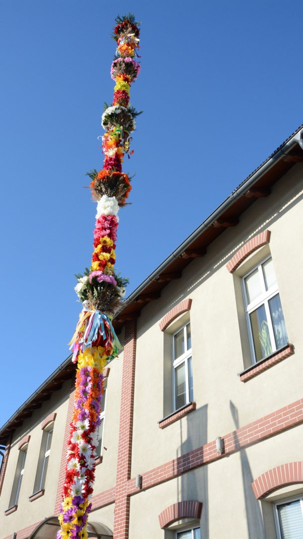 palma, Chełmiec