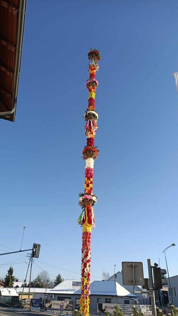 palma, Chełmiec