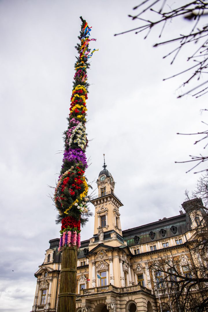 palmy, Nowy Sącz, Chełmiec
